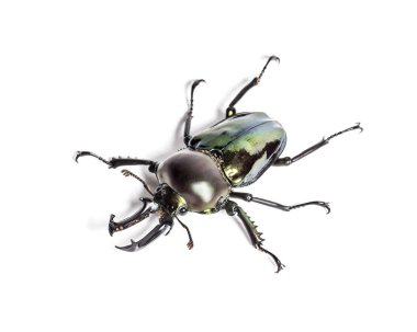 Gökkuşağı böceği, Phalacrognathus muelleri, beyazın önünde.