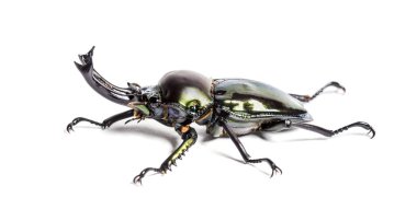 Gökkuşağı böceği, Phalacrognathus muelleri, beyazın önünde.