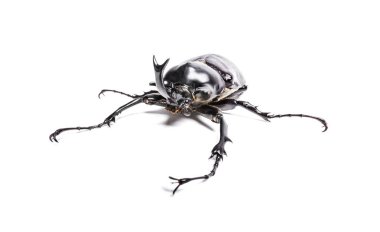 Gökkuşağı böceği, Phalacrognathus muelleri, beyazın önünde.