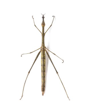 Horsehead Grasshopper, Pseudoproscopia scabra, beyazın önünde.