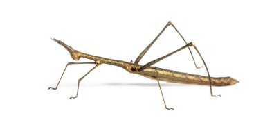 Horsehead Grasshopper, Pseudoproscopia scabra, beyazın önünde.