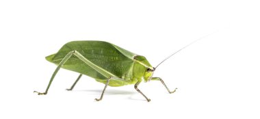 Giant katydid, Stilpnochlora couloniana, isolated on white clipart
