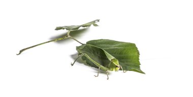 Dev Katydid, Stilpnochlora couloniana, önünde yaprak üzerinde