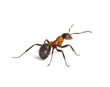 Avrupa kırmızı ahşap karınca, Formica polictena, beyaz üzerine izole edilmiş