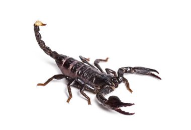 Scorpion, Pandinus diktatörü, beyaz arkaplanın önünde