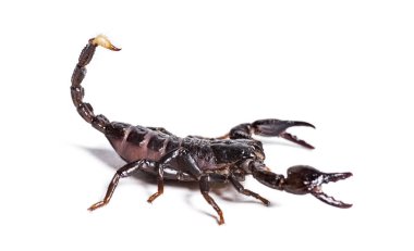 Scorpion, Pandinus diktatörü, beyaz arkaplanın önünde