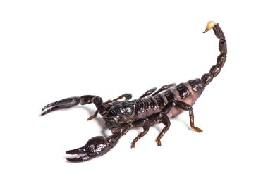 Scorpion, Pandinus diktatörü, beyaz arkaplanın önünde