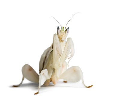 Genç orkide peygamber devesi, Hymenopus koronatus, beyaz üzerine izole edilmiş.