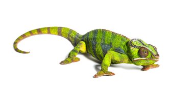 Panter bukalemunu, Furcifer pardalis, beyaz üzerine izole edilmiş.