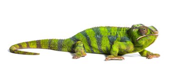 Panter bukalemunu, Furcifer pardalis, bir bukalemun türü.