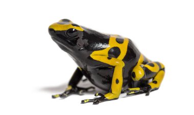 Sarı bantlı zehirli ok kurbağası, Dendrobates lökositler