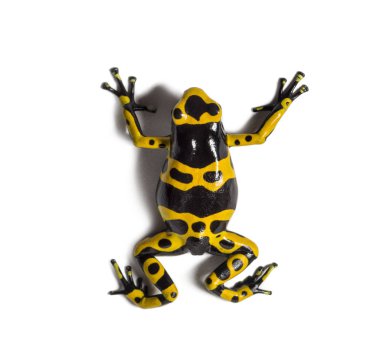 Sarı bantlı zehirli ok kurbağası, Dendrobates lökositler