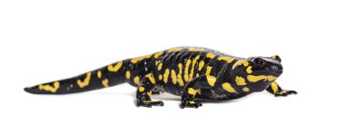 Ateş semenderi, Salamandra semenderi, beyaz üzerine izole edilmiş