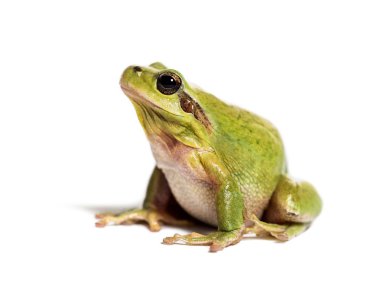Akdeniz ağaç kurbağası, Hyla meridionalis