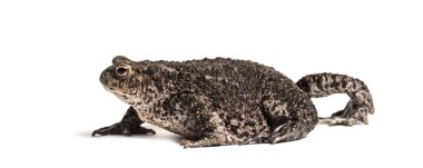 Sıradan kurbağa, Avrupa kurbağası.