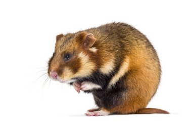 Avrupa hamster 'ı Cricetus Cricetus, beyaz üzerine izole edilmiş.
