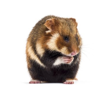 Avrupa hamster 'ı Cricetus Cricetus, beyaz üzerine izole edilmiş.