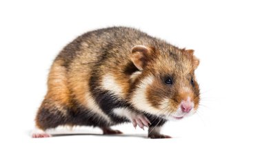 Avrupa hamster 'ı Cricetus Cricetus, beyaz üzerine izole edilmiş.