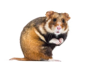 Avrupa hamster 'ı Cricetus Cricetus, beyaz üzerine izole edilmiş.