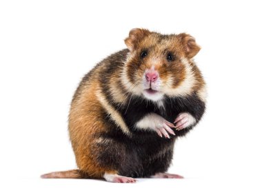 Avrupa hamster 'ı Cricetus Cricetus, beyaz üzerine izole edilmiş.