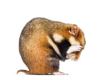 Avrupa hamster, Cricetus cricetus, tımar