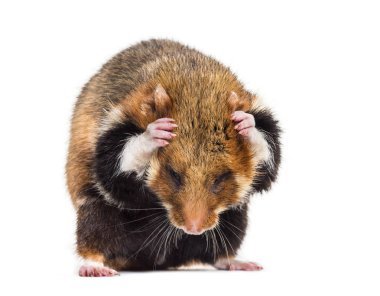 Avrupa hamster, Cricetus cricetus, tımar
