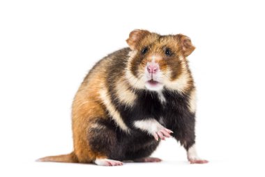 Avrupa hamsterı, Cricetus cricetus
