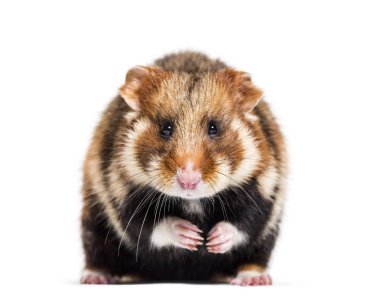 Avrupa hamster 'ı Cricetus Cricetus, beyaz üzerine izole edilmiş.