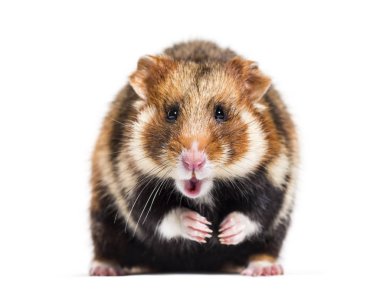Avrupa hamster 'ı Cricetus Cricetus, beyaz üzerine izole edilmiş.