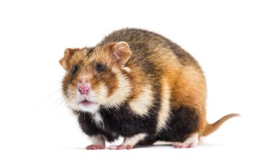 Avrupa hamsterı Cricetus Cricetus, beyazın önünde.