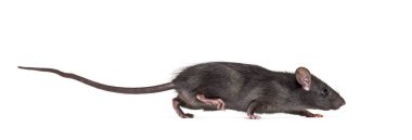 Siyah sıçan, Rattus Rattus, beyaz arkaplanın önünde.