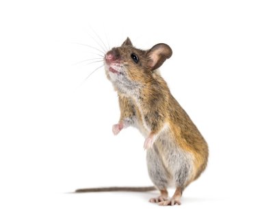Avrasya faresi, Apodemus türü, beyaz arkaplan önünde