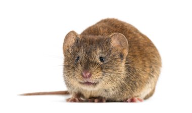Banka tarla faresi, Myodes Glareolus; eski adıyla Clethrionomy 's Glareolus