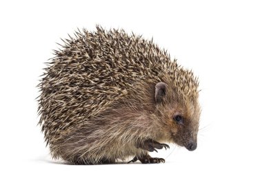 Avrupa kirpisi, Erinaceus europaeus