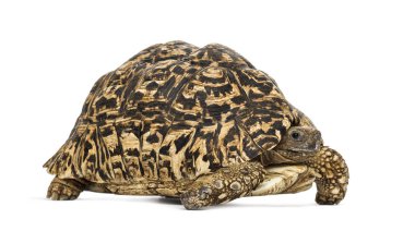 Leopar kaplumbağa, Stigmochelys pardalis, beyaz üzerine izole edilmiş.