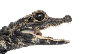 Cüce timsah, Osteolaemus tetraspis, beyaz üzerine izole edilmiş.