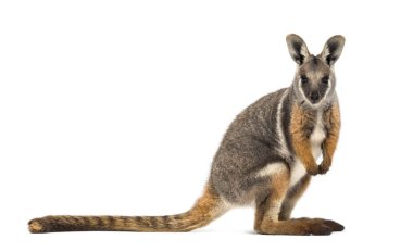 Yellow-footed rock-wallaby, Petrogale xanthopus, kangaroo clipart