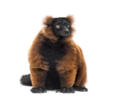 Kırmızı yakutlu lemur, Varecia yakutu, beyaz üzerinde izole bir şekilde oturuyor.