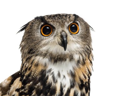 Avrasya baykuşu, Bubo bubo, kartal baykuşunun bir türüdür.