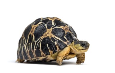 Radyasyonlu kaplumbağa, Astrochelys radyatör, beyaz üzerine izole edilmiş.