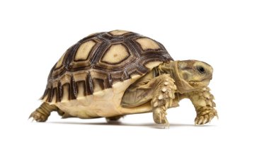 Afrika mahmuzlu kaplumbağa, Centrochelys sulcata, Whit üzerinde izole