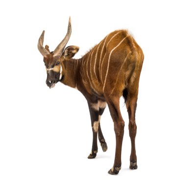 Back view of a bongo, antelope, Tragelaphus eurycerus standing clipart