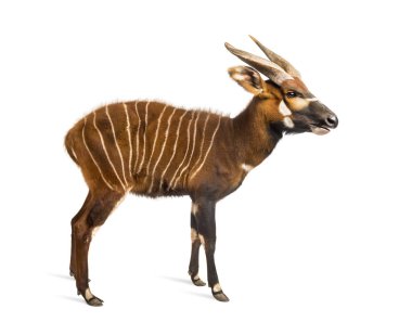 Bongo, antelope, Tragelaphus eurycerus standing clipart