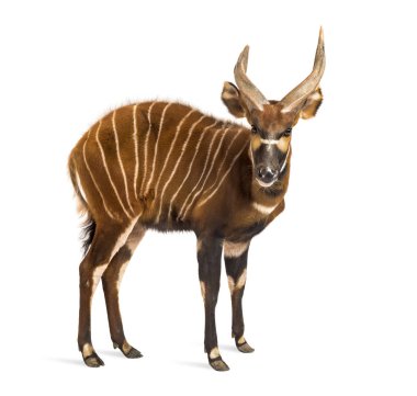 Bongo, antilop, Tragelaphus eurycerus beyazlara karşı duruyor