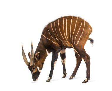 Bongo, antilop, Tragelaphus eurycerus beyazlara karşı duruyor