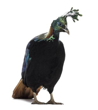 Himalaya monali, Lophophorus impejanus, Impeyan sülünü