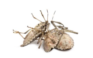 Brown Marmorated Stink Bug, Halyomorpha halys clipart