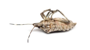 Brown Marmorated Stink Bug, Halyomorpha halys clipart