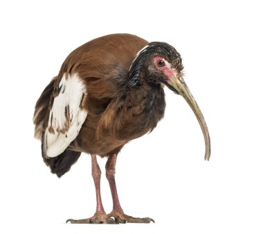 Madagaskar aynası, Lophotibis kristali, beyaz üzerinde izole edilmiş.