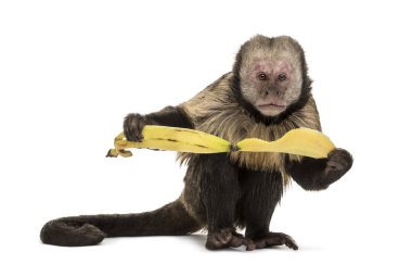 Golden-Bellied Capuchin, Sapajus xanthosternos clipart